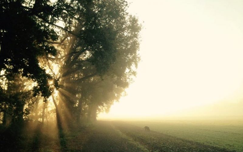 Herbst